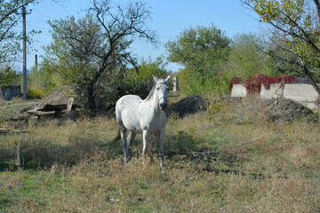 Nature, wildlife, the owner's white-grey horse grazing on a summer sandy meadow with dry large flowers and street grasses.