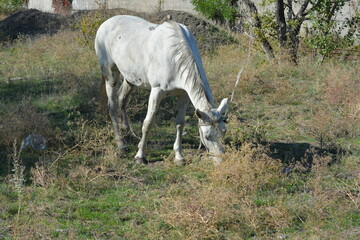 Nature, wildlife, the owner's white-grey horse grazing on a summer sandy meadow with dry large flowers and street grasses.
