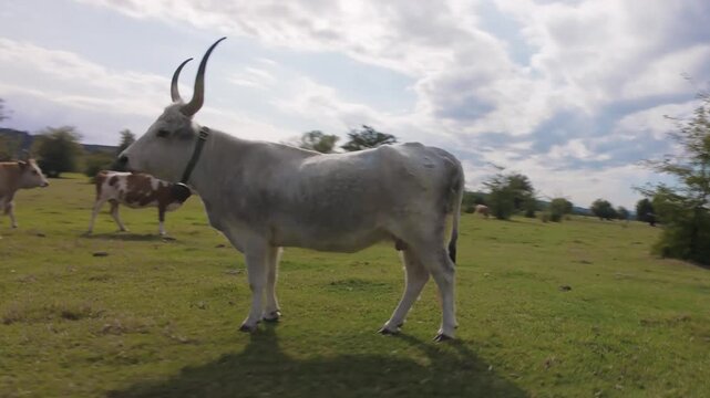 A drone gracefully circles a majestic Podolian cow Bos europeus primigenius(Podolsko govece)with long horns grazing on the lush pastures of Krcedinska Ada, Serbia. A serene and cinematic aerial scene.