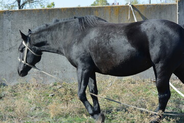 Nature, wildlife, the owner's black horse grazing on a summer sandy meadow with dry large flowers, street grasses against the backdrop of a gray-brown concrete fence and a bright blue sky.