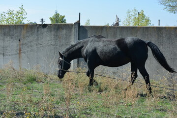 Nature, wildlife, the owner's black horse grazing on a summer sandy meadow with dry large flowers, street grasses against the backdrop of a gray-brown concrete fence and a bright blue sky.