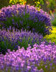 Fototapeta premium Close-up of vibrant lavender bushes in a sunny garden