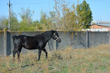 Nature, wildlife, the owner's black horse grazing on a summer sandy meadow with dry large flowers, street grasses against the backdrop of a gray-brown concrete fence and a bright blue sky.