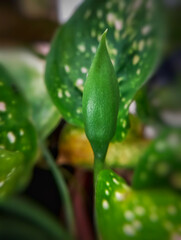 flowers of the ornamental plant Dieffenbachia which is also known as dumb cane