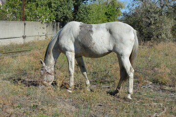 Nature, wildlife, the owner's white-grey horse grazing on a summer sandy meadow with dry large flowers and street grasses.