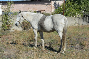 Nature, wildlife, the owner's white-grey horse grazing on a summer sandy meadow with dry large flowers and street grasses.