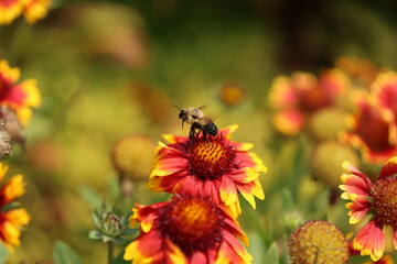 Bumblebee Takes Flight Off Flower