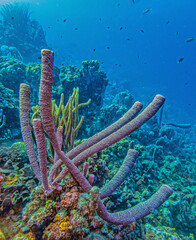Caribbean coral garden, Bonaire