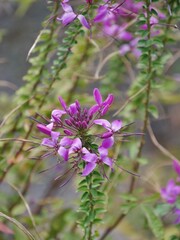 Spinnenblume (Cleome)