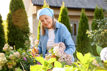 Senior woman pruning hydrangea flowers with secateurs in garden