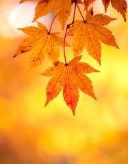 Fototapeta premium Close-up of vibrant orange maple leaves against a blurry, golden backdrop