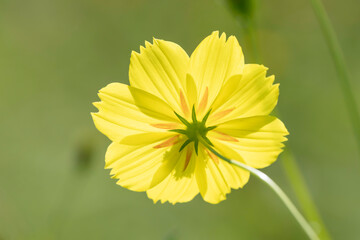野に咲く黄色いのコスモスの花