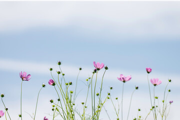 青空とピンクのコスモスの花