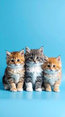 Three adorable kittens sitting together on a blue background.