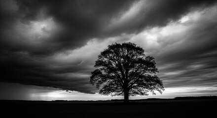 Lone tree silhouette against dramatic stormy sky