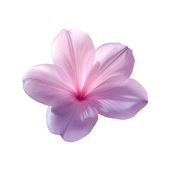 Obraz premium Soft Pastel Flower – Single Bloom PNG