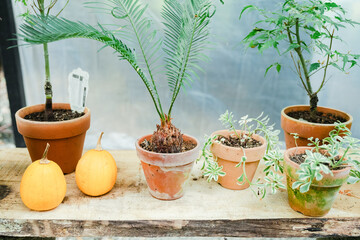 箱根のハロウィンのカボチャ