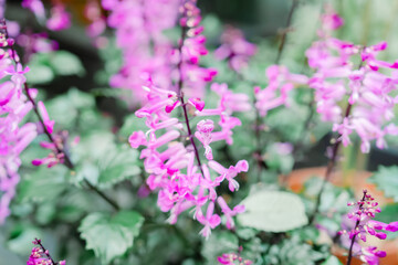 箱根のハロウィンのカボチャ