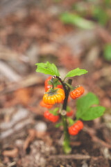 箱根のハロウィンのカボチャ