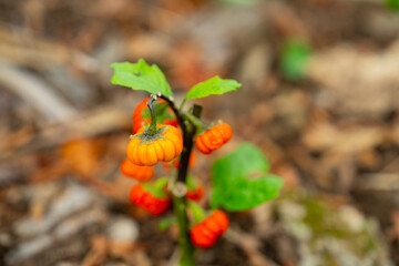 箱根のハロウィンのカボチャ