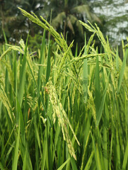 rice plant