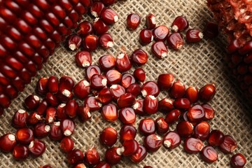 Ripe red corn cobs and kernels on burlap fabric, flat lay