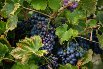 Wine grapes growing in a Vineyard the South of France