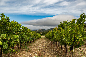 Wine grape plants in a Vineyard in the South of France