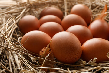 Raw chicken eggs and feathers on straw, closeup