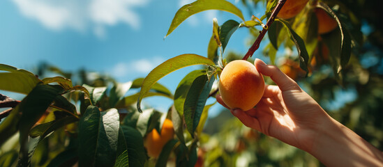Freshly picked peach from the sun-drenched orchard, a taste of summer's sweetness, capturing the essence of healthy eating and farm-to-table freshness