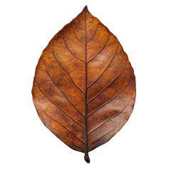 Indian Mahogany left isolated on transparent background.