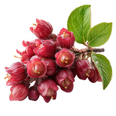 Red Buckeye isolated on transparent background.