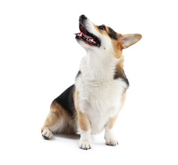 Cute Welsh Corgi on white background. Adorable pet