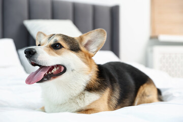 Cute Welsh Corgi on bed at home