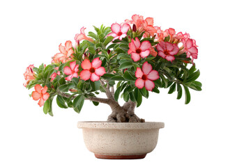 Fototapeta premium Desert Rose Adenium Bonsai in Pot on Transparent Background