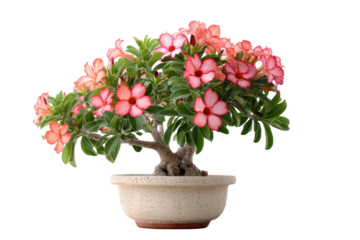 Desert Rose Adenium Bonsai in Pot on Transparent Background