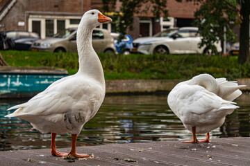 White geese on the river bank, wild birds near the water, nature, close-up photo