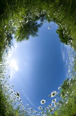Exquisite Springtime Beauty: Vibrant Wildflowers and Blooming Daisies in Nature's Embrace under a Blue Sky and Green Grass with Serene Landscape Scenery