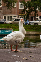 Fototapeta premium White geese on the river bank, wild birds near the water, nature, close-up photo