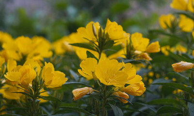 many yellow flowers have bloomed
