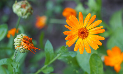 Raindrops on yellow flower buds