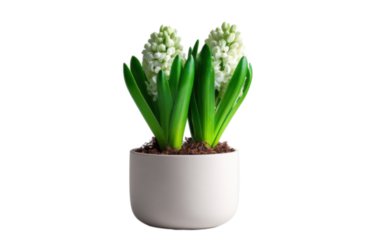 Hyacinth plant in white pot on transparent background