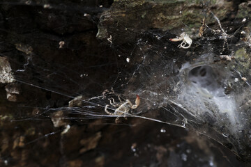 Intricate spiderweb weaving delicate silk, dark and creepy trap. Nature thread forms detailed pattern wild forest, capturing insect remains. Close up view shows texture an abandoned, dusty corner