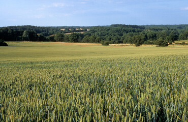 champ, Triticum vulgare, Blé, La Gatine Tourangelle, 37, Indre et Loire, France