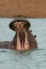 Hippopotame, Hippopotamus amphibius, Afrique du Sud
