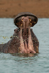 Hippopotame, Hippopotamus amphibius, Afrique du Sud