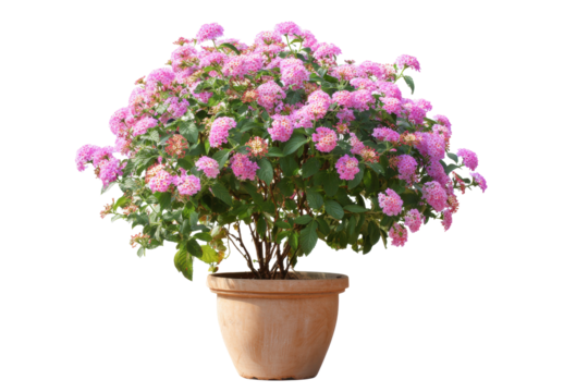 Lantana shrub in clay pot on transparent background - Powered by Adobe