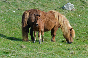 Poney, race Seytland, cheval, poulin et jument, jeune et femelle, Iles Shetland, Ecosse, Grande Bretagne