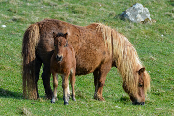 Fototapeta premium Poney, race Seytland, cheval, poulin et jument, jeune et femelle, Iles Shetland, Ecosse, Grande Bretagne