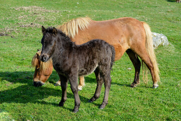 Poney, race Seytland, cheval, poulin et jument, jeune et femelle, Iles Shetland, Ecosse, Grande Bretagne